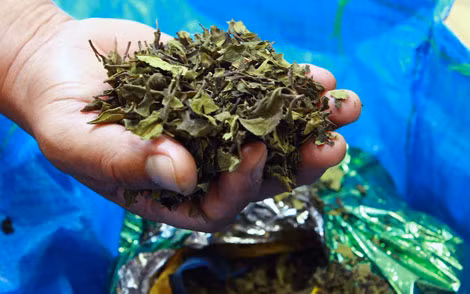 Từ cuối năm 2015, hàng tấn ma túy lá khát thẩm lậu vào Việt Nam đã bị cơ quan chức năng thu giữ. Từ cuối năm 2015, hàng tấn ma túy lá khát thẩm lậu vào Việt Nam đã bị cơ quan chức năng thu giữ.