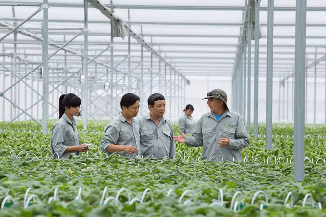 Để có chuỗi sản xuất nông nghiệp hiệu quả cao, rất cần sự tham gia của doanh nghiệp.