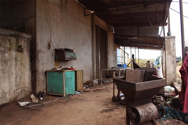 Nhiều người nhặt nhanh những quả cà phê còn sót lại trên sân mong gỡ lại chút ít.