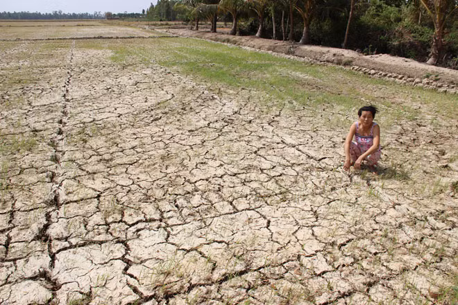 Hạn mặn gây thiệt hại nghiêm trọng tại vùng ĐBSCL.