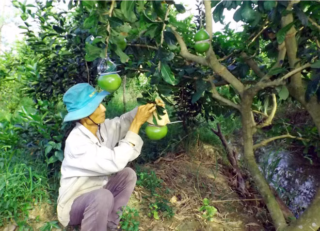 Các nhà vườn hi vọng thành quả lao động những tháng cuối năm được đền đáp xứng đáng.