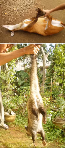 Sau một đêm giăng bẫy, cánh thợ săn đã bắt được con chồn và con hoẵng. Ảnh : Đ.T.Trực. Sau một đêm giăng bẫy, cánh thợ săn đã bắt được con chồn và con hoẵng. Ảnh : Đ.T.Trực.