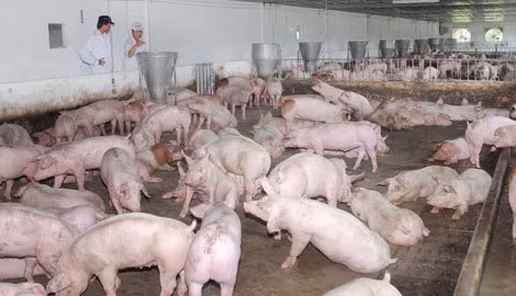 Ngành chăn nuôi đứng trước áp lực cạnh tranh hàng ngoại nhập. Ảnh: CTV.