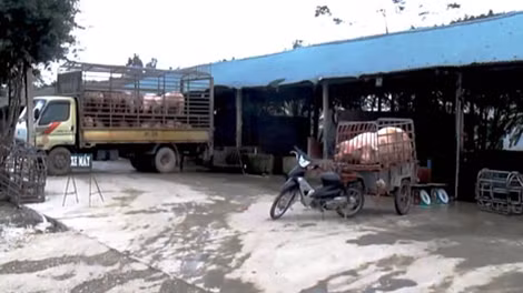 Mỗi ngày hàng trăm con lợn giống từ các nơi được đưa về Ngọc Lũ.