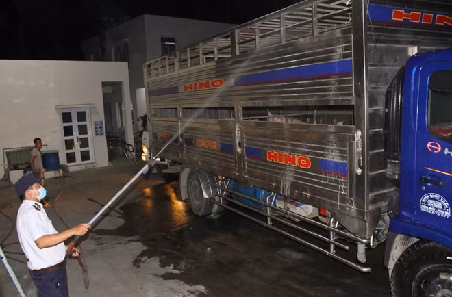 Heo và phương tiện vận chuyển được khử trùng rất kỹ.
