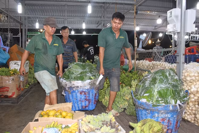 Chuối bán tết được đưa vào sạp trong chợ