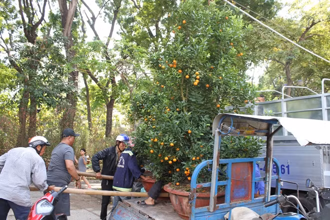 2 cây quất đã bán đang được đưa lên xe
