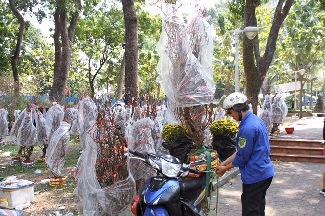 Cây đào giảm giá còn 500 ngàn đồng