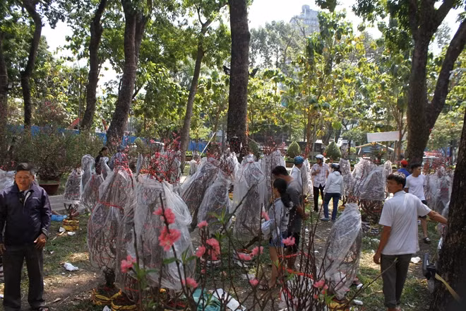 Nhiều người chọn mua hoa đào tại chợ hoa xuân công viên 23-9