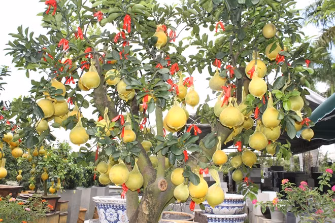 Chủ vườn thắt thêm nơ cho cây bưởi