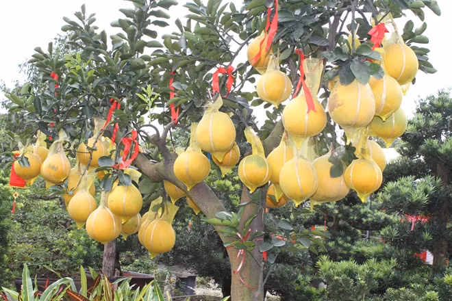 Bưởi rất đẹp để trưng Tết
