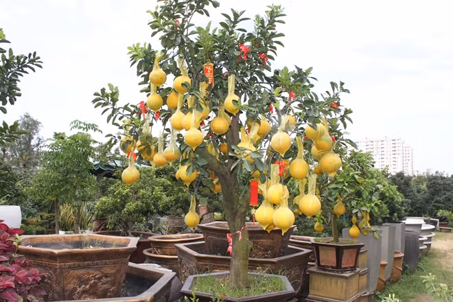 Cây bưởi rất đẹp