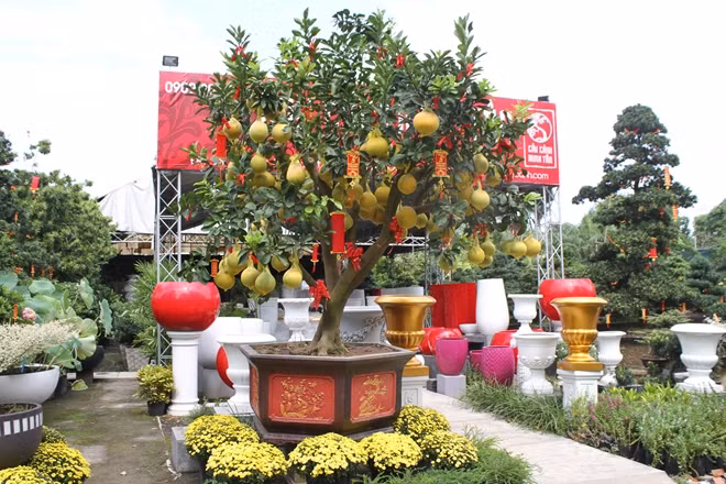 Bưởi sai trái đưa vào chậu cảnh rất đẹp để trưng Tết