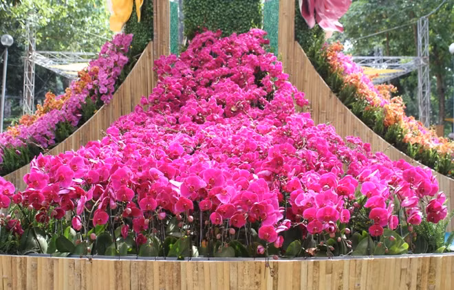 Hoa lan được trưng bày rất đẹp