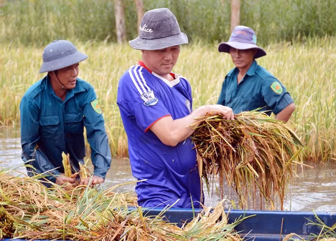 Mưa lớn kết hợp triều cường dâng cao gây thiệt hại nhiều diện tích lúa tại đồng bằng sông Cửu Long.