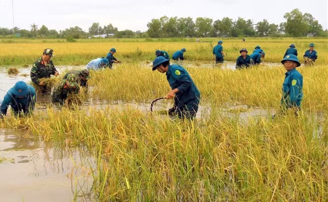 Lực lượng quân sự, dân quân tự vệ giúp người dân thu hoạch lúa bị ngập úng tại huyện Trần Văn Thời (tỉnh Cà Mau).