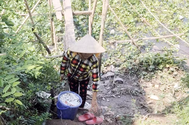 Người nuôi vớt bỏ số cá chết trong các lồng bè.
