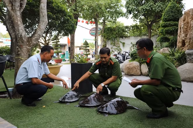 Tổ công tác tiếp nhận 3 cá thể rùa biển.