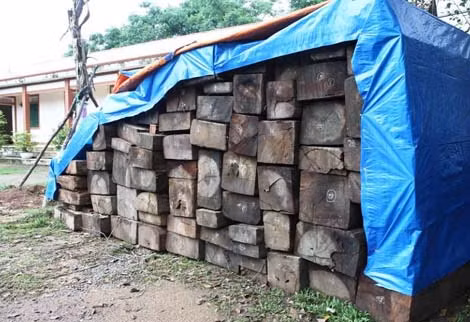 Số gỗ phi pháp kể trên đang được tạm giữ tại đơn vị chức năng để chờ xử lý.