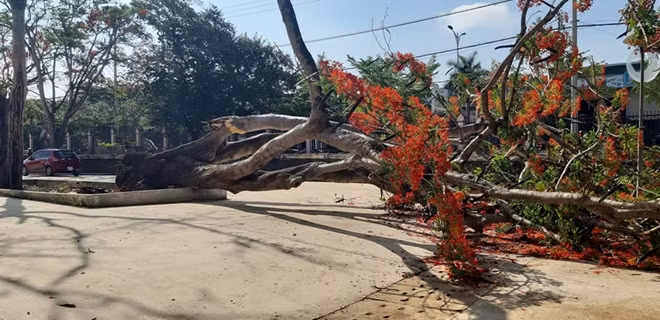 Cây phượng vỹ có đường kính gốc lên đến hơn 1 mét bị bật gốc, đổ sapạ trong sân trường sáng nay
