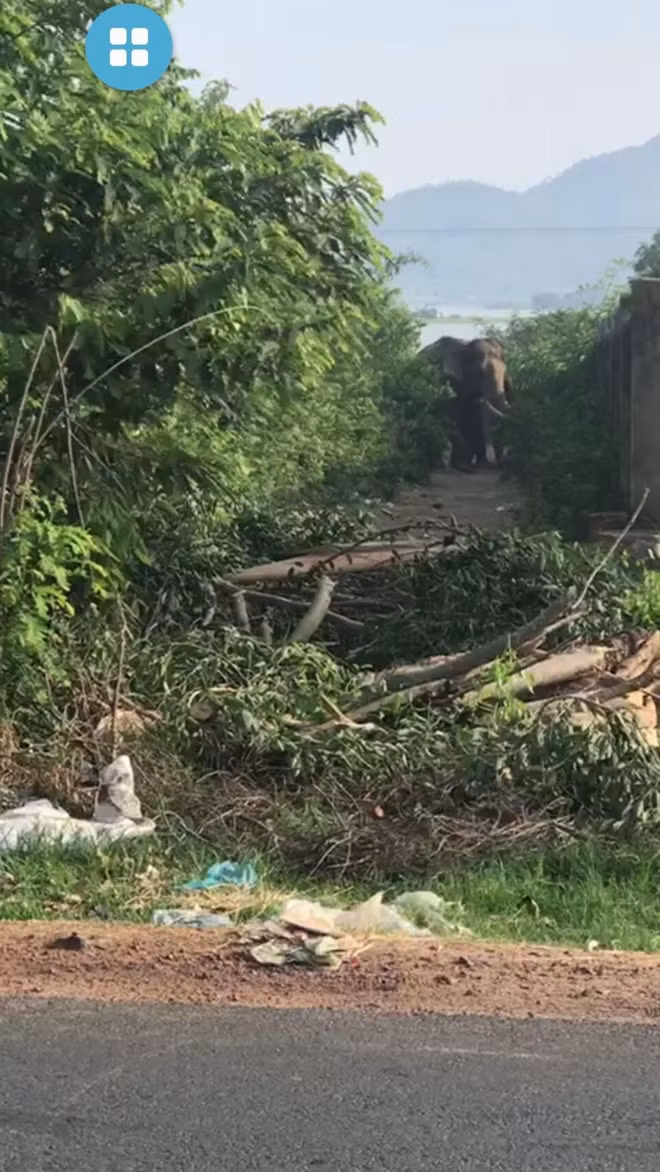 Sau khi húc chết nài voi, con voi đang trốn vào khu rừng