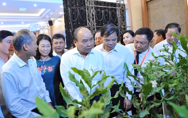 Thủ tướng Chính phủ Nguyễn Xuân Phúc cùng các đại biểu tham quan giới thiệu về giống cây Mắc ca tại Hội nghị