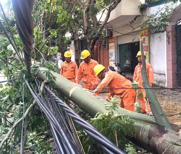 Thu dọn cây đổ vào lưới điện.