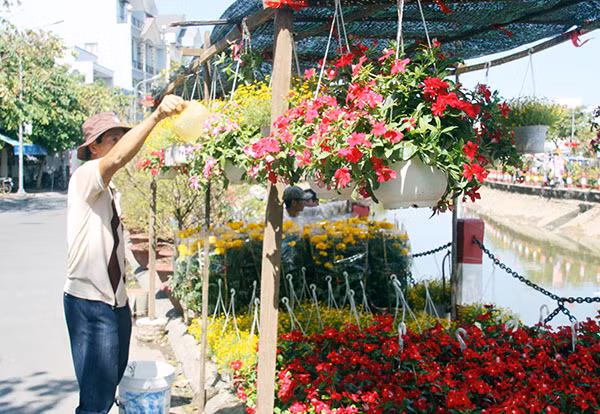 Hoa giỏ treo được nhiều người yêu thích bởi vẻ đẹp cuốn hút và tiện ích.