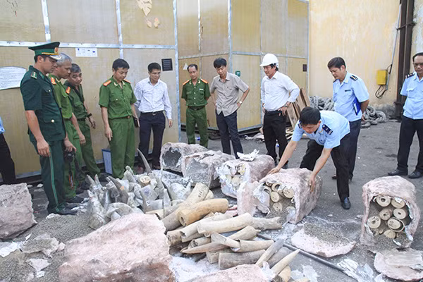 Hơn 5 tấn ngà voi giấu trong các khối đá được thu giữ tại khu vực cảng Tiên Sa (Đà Nẵng) tháng 8-2015.