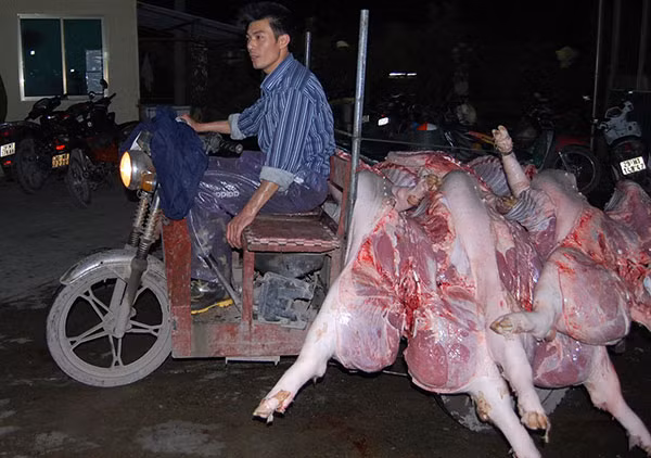 Mặc dù có quy định bắt buộc chở lợn sau mổ bằng thùng có nắp nhưng người kinh doanh hầu như không thực hiện. Mặc dù có quy định bắt buộc chở lợn sau mổ bằng thùng có nắp nhưng người kinh doanh hầu như không thực hiện.
