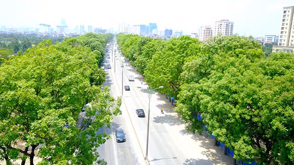 Cây xanh trên đường Phạm Văn Đồng.