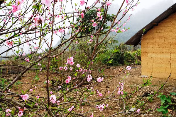 Rực rỡ sau chái nhà dân.