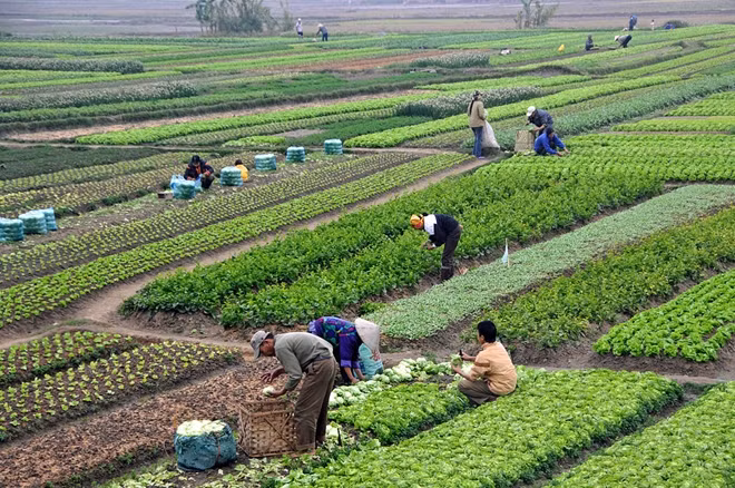 Việt Nam trước nguy cơ nhập khẩu giống cây trồng.