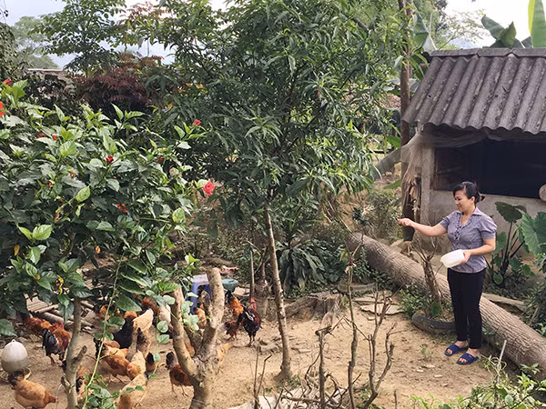 Chị Phạm Thị Mỳ chăm sóc đàn gà thương phẩm của gia đình.