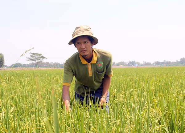 Chàng trai Võ Văn Tiếng bên cánh đồng sản xuất “lúa sạch”.