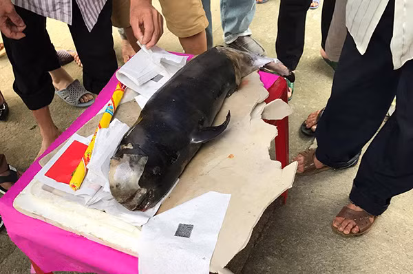 Con cá Ông chết trôi dạt vào đảo Ngư được người dân phát hiện nặng gần 8kg.