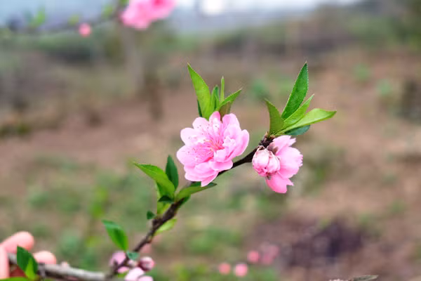 Kiêu hãnh khoe sắc hồng