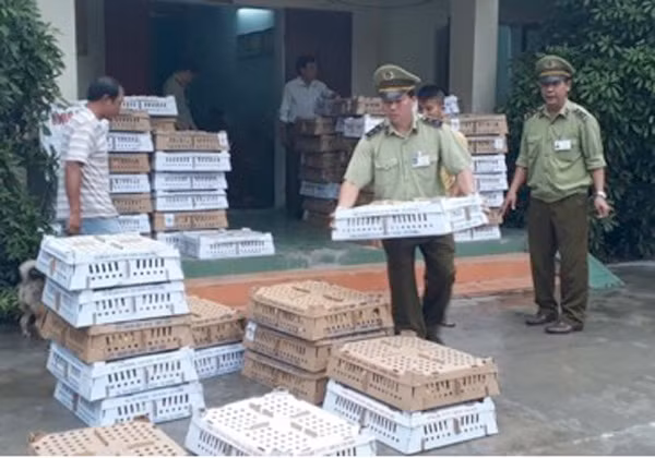11.000 con gia cầm giống không rõ nguồn gốc xuất xứ, không có giấy chứng nhận kiểm dịch bị lực lượng chức năng phát hiện. 11.000 con gia cầm giống không rõ nguồn gốc xuất xứ, không có giấy chứng nhận kiểm dịch bị lực lượng chức năng phát hiện.
