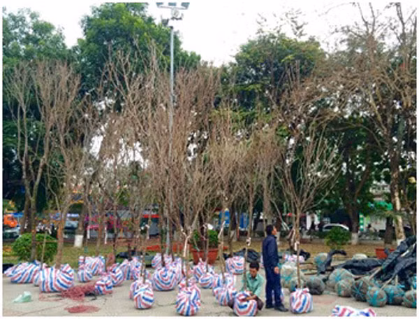 Những cây hoa anh đào Nhật Bản có mặt tại thành phố cảng. Những cây hoa anh đào Nhật Bản có mặt tại thành phố cảng.