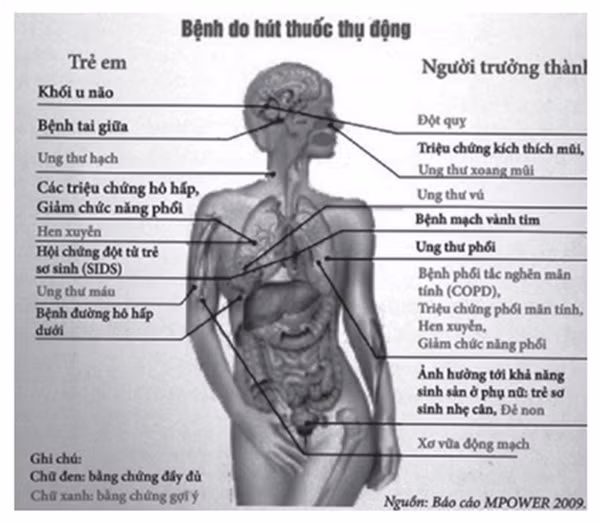 Các loại bệnh do hút thuốc lá thụ động (Tổ chức Y tế Thế giới - WHO công bố).