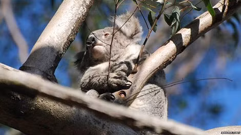 Loài koala đang bị đe dọa ở Australia.