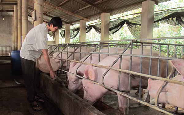 Người chăn nuôi lợn khốn khổ vì Trung Quốc ngưng nhập khẩu lợn.