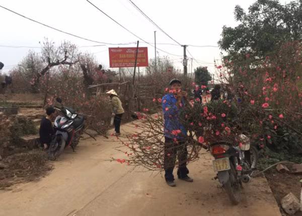 Người trồng đào Nhật Tân phải chặt cành bán từ bây giờ.