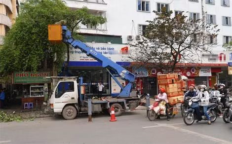 Việc cải tạo, thay thế cây xanh trên được phố Hà Nội được xác định là “có vấn đề”. Ảnh: VNE. Việc cải tạo, thay thế cây xanh trên được phố Hà Nội được xác định là “có vấn đề”. Ảnh: VNE.