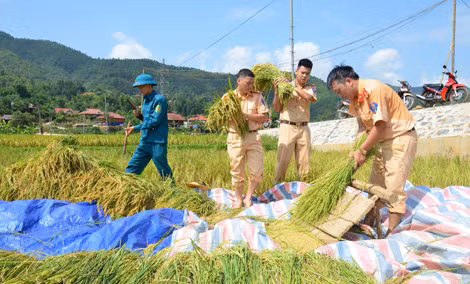 Cán bộ, chiến sỹ Phòng CSGT Công an tỉnh Điện Biên giúp dân thu hoạch lúa.