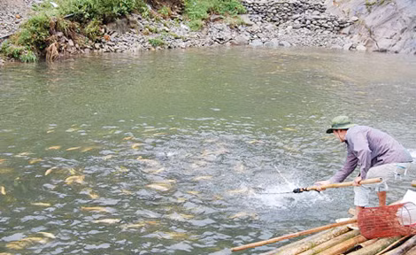 Cá hồi Sa Pa đang bị rớt giá do khó khăn về thị trường. Cá hồi Sa Pa đang bị rớt giá do khó khăn về thị trường.