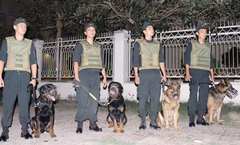 Chó nghiệp vụ tham gia công tác tuần tra đêm trên địa bàn TP Cần Thơ.