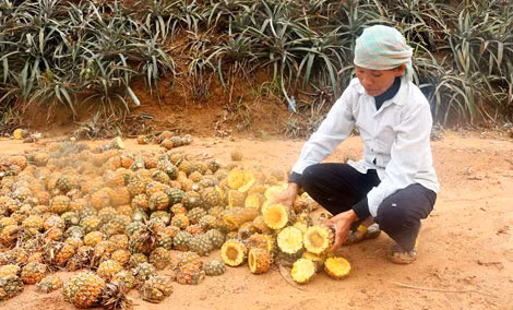 Bà Lương Thị Bích, thôn La Mạ 2, xã Bản Lầu đang ngồi bên đống dứa hỏng cạnh rẫy dứa của mình.