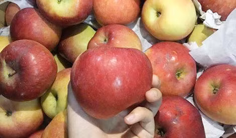 Hà Giang khẳng định không có táo đá.