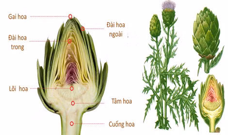 Atisô được biết đến như một loại thảo dược quý.